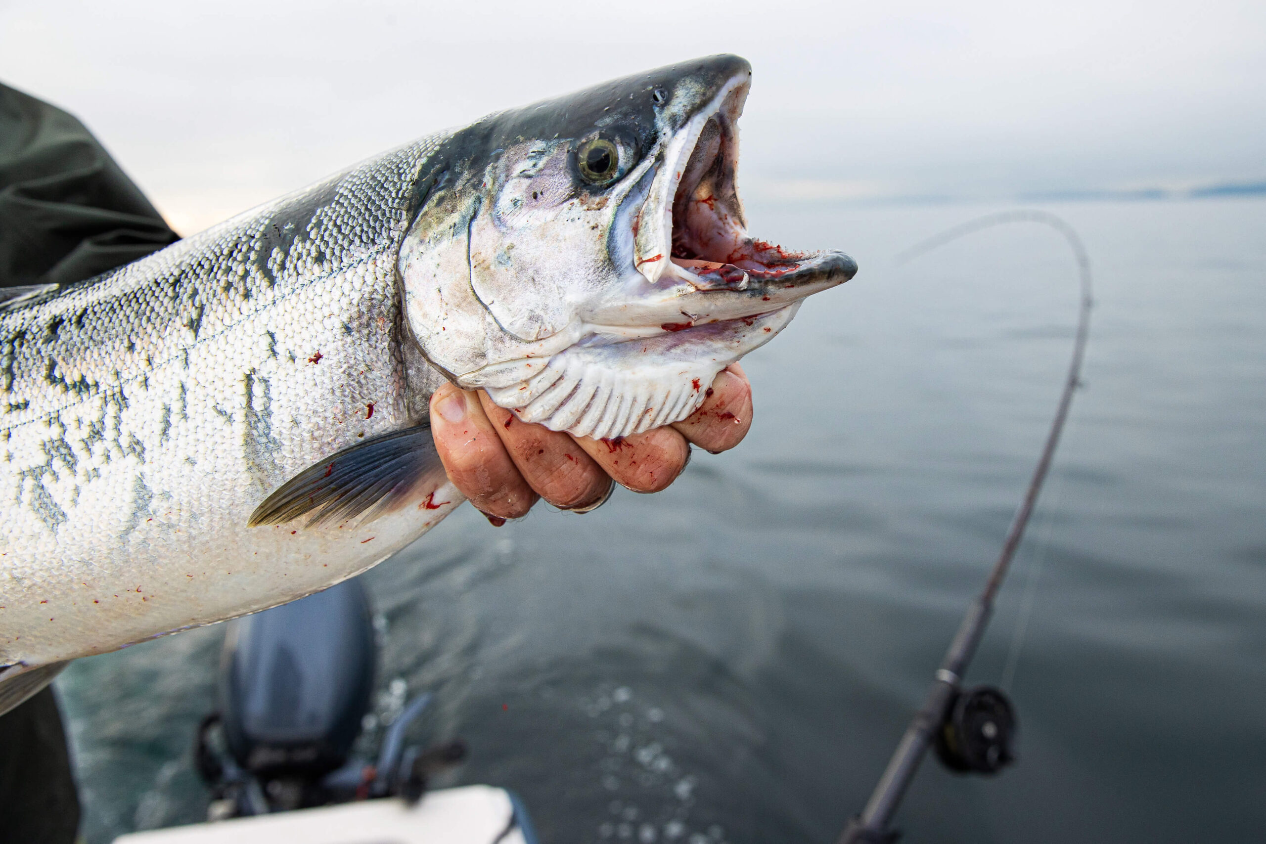 Wild pacific salmon